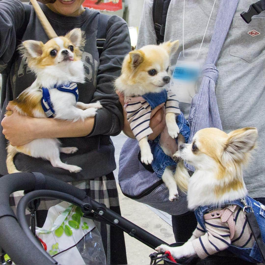 ちまさんのインスタグラム写真 - (ちまInstagram)「My adorable friends🐶✨ ＊ 載せたい写真が大渋滞中！ 1年ぶりにお会いしたルルリリちゃん🐶💕 ルルちゃんの手術の経過も良好みたいで 今年も元気なルルリリちゃんに会えて嬉しかったな〜🌸 ママさんパパさん、ありがとうございました！ ੯•́ ੇᎮ ੯•́ ੇᎮ ੯•́ ੇᎮ ੯•́ ੇᎮ ੯•́ ੇᎮ ੯•́ ੇᎮ #chima #ちま #チワワ #chihuahua #ชิวาวา #ふわもこ部 #PECOいぬ部 #sniffandbarkens #WeeklyFluff #cutepetclub #doggy_lovings #インターペット #Interpets #東京ビッグサイト #インターペット2019」4月2日 20時21分 - chima.chihuahua