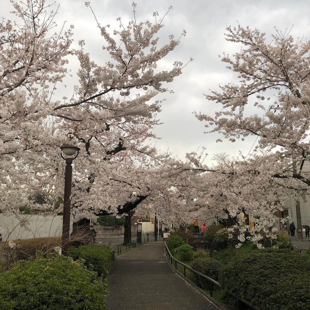 落合隼亮さんのインスタグラム写真 - (落合隼亮Instagram)「桜 In bloom #sellthekidsforfood #inbloom #cherryblossom #nirvana #japan #tokyo #beautiful #wishyouwerehere」4月2日 20時38分 - ottieshun