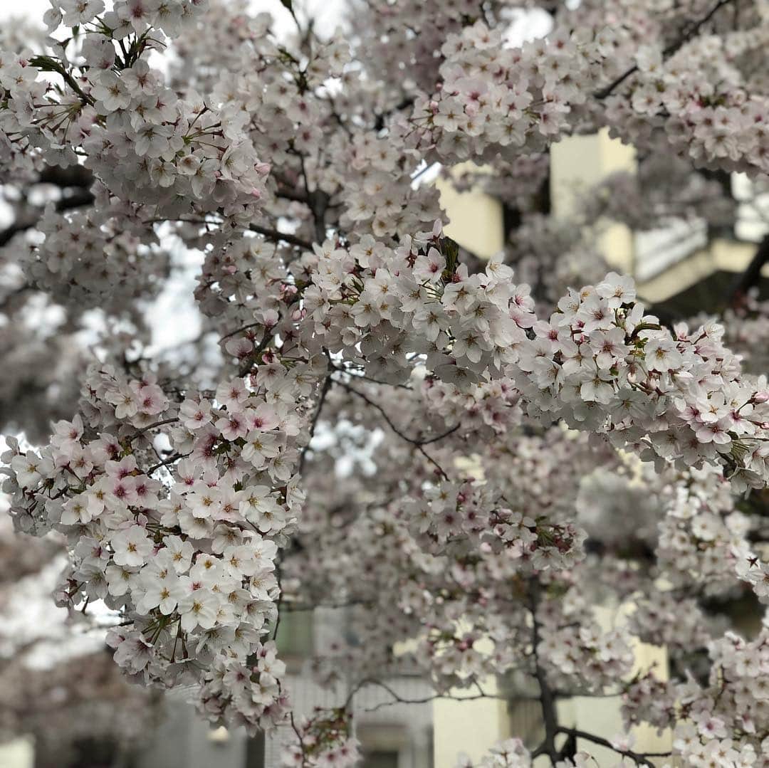 落合隼亮さんのインスタグラム写真 - (落合隼亮Instagram)「桜 In bloom #sellthekidsforfood #inbloom #cherryblossom #nirvana #japan #tokyo #beautiful #wishyouwerehere」4月2日 20時38分 - ottieshun