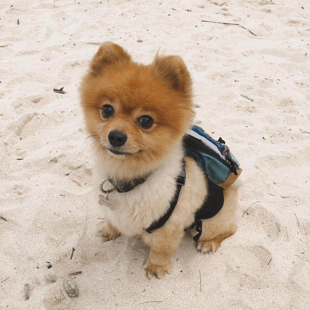 RisaWisteriaさんのインスタグラム写真 - (RisaWisteriaInstagram)「タヌ先生。 それは幾ら何でも 可愛すぎるでしょぅ。 その不機嫌顔w  ままもね、最近リュック買ったんだよ✨ 一緒にリュックでおでかけしたいな🐶💕 #pomeranian#mixedbreeds#pomchi#chihuahua#dog#cute#beach#love#tanukichi#hawaii」4月2日 20時43分 - risa_the_m_e