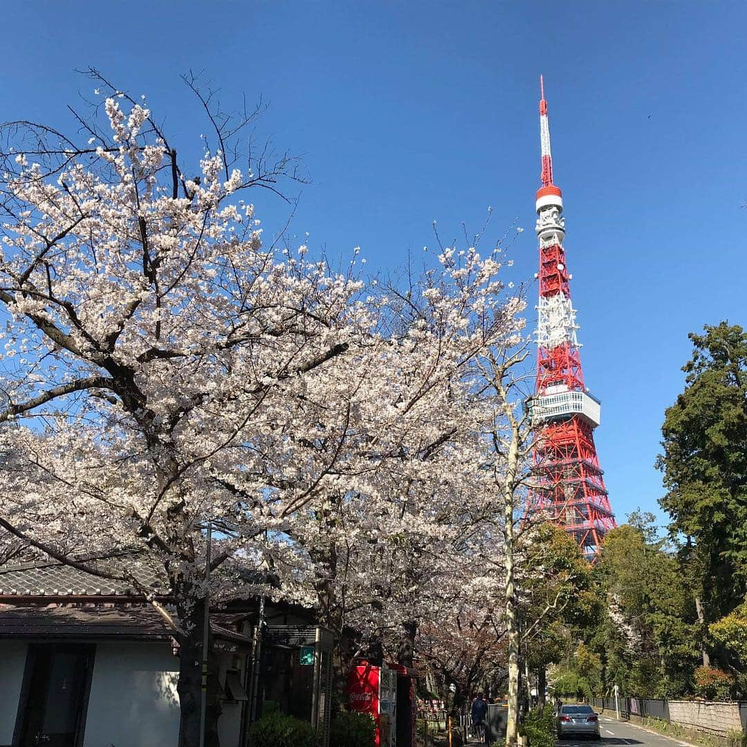 InterContinental Tokyo Bayさんのインスタグラム写真 - (InterContinental Tokyo BayInstagram)「🌸ホテル近隣の桜情報🌸 . 🌸増上寺(徒歩20分) 満開になり、花びらが散り始めました。 . 🌸東京タワー(徒歩30分) ほぼ満開です。 . 🌸芝大神宮(徒歩15分) 少し散り始めました。 . 🌸芝公園(徒歩20分) ほぼ満開です。チューリップも咲いています🌷 . 🌸旧芝離宮恩賜庭園(徒歩8分) 少し散り始めました。八重桜も見頃です。 . 🌸浜離宮恩賜庭園(徒歩15分) ほぼ満開との情報です(公式ページより)＊写真は3/29時点です。 . 🌸隅田公園(水上バスで浅草まで約40分) 東京スカイツリー側は満開です。浅草の船着場側は8分咲きです。 . 🍽ホテルでランチアフターのお花見散策や、ディナーの後に夜桜見物もオススメです✨ . #ihgjapantravel #intercontinentaltokyobay #intercontinental #intercontinentallife  #インターコンチネンタル東京ベイ  #ホテルインターコンチネンタル東京ベイ #スイートルーム #suite #花見 #お花見 #桜の名所  #増上寺 #東京タワー #芝大神宮 #芝公園 #浜離宮恩賜庭園  #桜 #🌸 #旧芝離宮恩賜庭園  #隅田公園  #隅田川 #水上バス #zojyoji #sumidariver #cherryblossom #実際に行ってきました」4月2日 20時53分 - intercontitokyobay