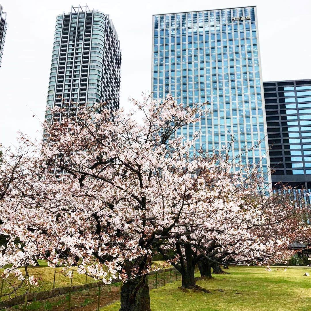 InterContinental Tokyo Bayさんのインスタグラム写真 - (InterContinental Tokyo BayInstagram)「🌸ホテル近隣の桜情報🌸 . 🌸増上寺(徒歩20分) 満開になり、花びらが散り始めました。 . 🌸東京タワー(徒歩30分) ほぼ満開です。 . 🌸芝大神宮(徒歩15分) 少し散り始めました。 . 🌸芝公園(徒歩20分) ほぼ満開です。チューリップも咲いています🌷 . 🌸旧芝離宮恩賜庭園(徒歩8分) 少し散り始めました。八重桜も見頃です。 . 🌸浜離宮恩賜庭園(徒歩15分) ほぼ満開との情報です(公式ページより)＊写真は3/29時点です。 . 🌸隅田公園(水上バスで浅草まで約40分) 東京スカイツリー側は満開です。浅草の船着場側は8分咲きです。 . 🍽ホテルでランチアフターのお花見散策や、ディナーの後に夜桜見物もオススメです✨ . #ihgjapantravel #intercontinentaltokyobay #intercontinental #intercontinentallife  #インターコンチネンタル東京ベイ  #ホテルインターコンチネンタル東京ベイ #スイートルーム #suite #花見 #お花見 #桜の名所  #増上寺 #東京タワー #芝大神宮 #芝公園 #浜離宮恩賜庭園  #桜 #🌸 #旧芝離宮恩賜庭園  #隅田公園  #隅田川 #水上バス #zojyoji #sumidariver #cherryblossom #実際に行ってきました」4月2日 20時53分 - intercontitokyobay