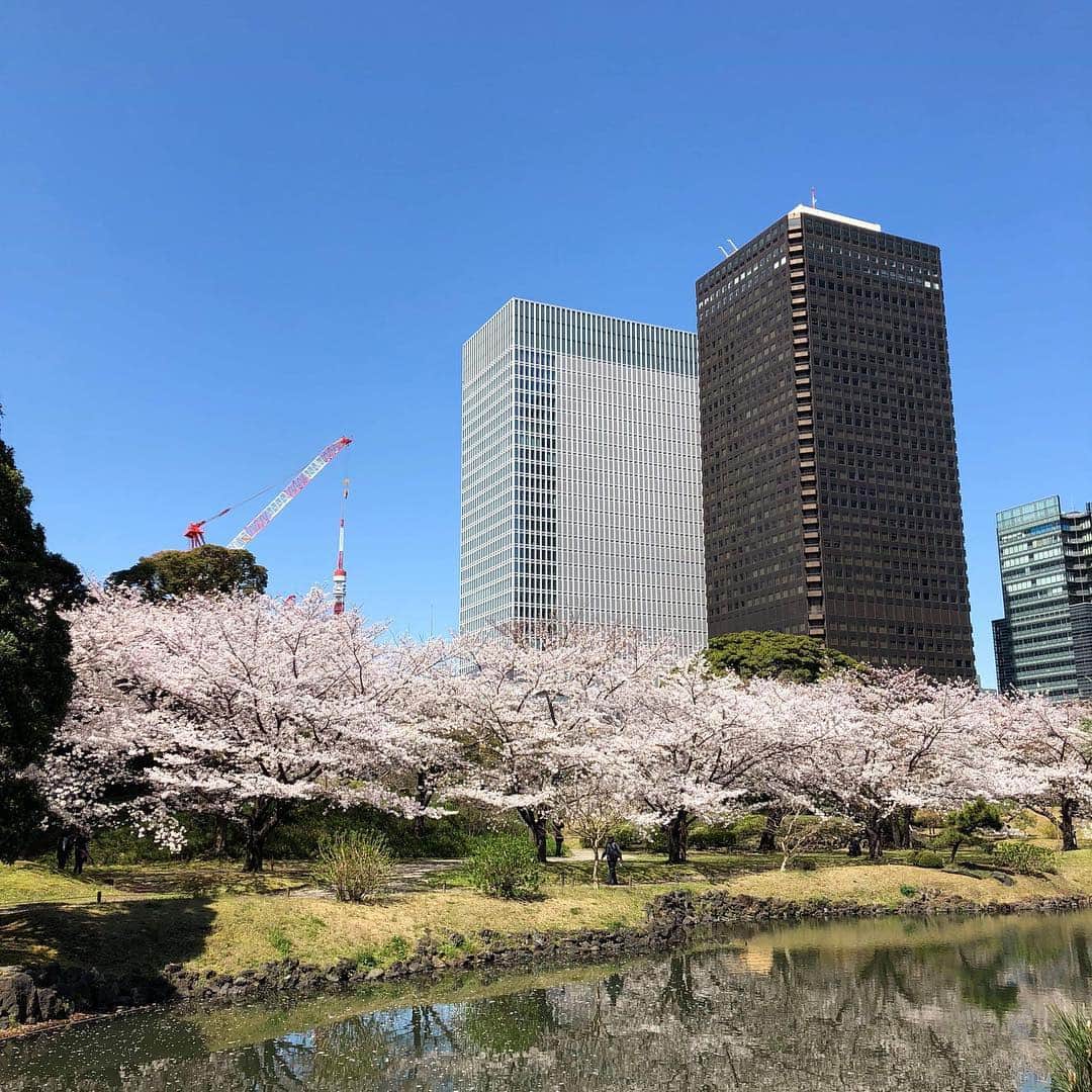 InterContinental Tokyo Bayさんのインスタグラム写真 - (InterContinental Tokyo BayInstagram)「🌸ホテル近隣の桜情報🌸 . 🌸増上寺(徒歩20分) 満開になり、花びらが散り始めました。 . 🌸東京タワー(徒歩30分) ほぼ満開です。 . 🌸芝大神宮(徒歩15分) 少し散り始めました。 . 🌸芝公園(徒歩20分) ほぼ満開です。チューリップも咲いています🌷 . 🌸旧芝離宮恩賜庭園(徒歩8分) 少し散り始めました。八重桜も見頃です。 . 🌸浜離宮恩賜庭園(徒歩15分) ほぼ満開との情報です(公式ページより)＊写真は3/29時点です。 . 🌸隅田公園(水上バスで浅草まで約40分) 東京スカイツリー側は満開です。浅草の船着場側は8分咲きです。 . 🍽ホテルでランチアフターのお花見散策や、ディナーの後に夜桜見物もオススメです✨ . #ihgjapantravel #intercontinentaltokyobay #intercontinental #intercontinentallife  #インターコンチネンタル東京ベイ  #ホテルインターコンチネンタル東京ベイ #スイートルーム #suite #花見 #お花見 #桜の名所  #増上寺 #東京タワー #芝大神宮 #芝公園 #浜離宮恩賜庭園  #桜 #🌸 #旧芝離宮恩賜庭園  #隅田公園  #隅田川 #水上バス #zojyoji #sumidariver #cherryblossom #実際に行ってきました」4月2日 20時53分 - intercontitokyobay