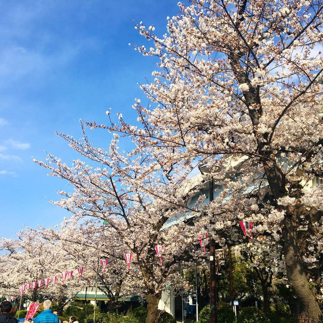 InterContinental Tokyo Bayさんのインスタグラム写真 - (InterContinental Tokyo BayInstagram)「🌸ホテル近隣の桜情報🌸 . 🌸増上寺(徒歩20分) 満開になり、花びらが散り始めました。 . 🌸東京タワー(徒歩30分) ほぼ満開です。 . 🌸芝大神宮(徒歩15分) 少し散り始めました。 . 🌸芝公園(徒歩20分) ほぼ満開です。チューリップも咲いています🌷 . 🌸旧芝離宮恩賜庭園(徒歩8分) 少し散り始めました。八重桜も見頃です。 . 🌸浜離宮恩賜庭園(徒歩15分) ほぼ満開との情報です(公式ページより)＊写真は3/29時点です。 . 🌸隅田公園(水上バスで浅草まで約40分) 東京スカイツリー側は満開です。浅草の船着場側は8分咲きです。 . 🍽ホテルでランチアフターのお花見散策や、ディナーの後に夜桜見物もオススメです✨ . #ihgjapantravel #intercontinentaltokyobay #intercontinental #intercontinentallife  #インターコンチネンタル東京ベイ  #ホテルインターコンチネンタル東京ベイ #スイートルーム #suite #花見 #お花見 #桜の名所  #増上寺 #東京タワー #芝大神宮 #芝公園 #浜離宮恩賜庭園  #桜 #🌸 #旧芝離宮恩賜庭園  #隅田公園  #隅田川 #水上バス #zojyoji #sumidariver #cherryblossom #実際に行ってきました」4月2日 20時53分 - intercontitokyobay