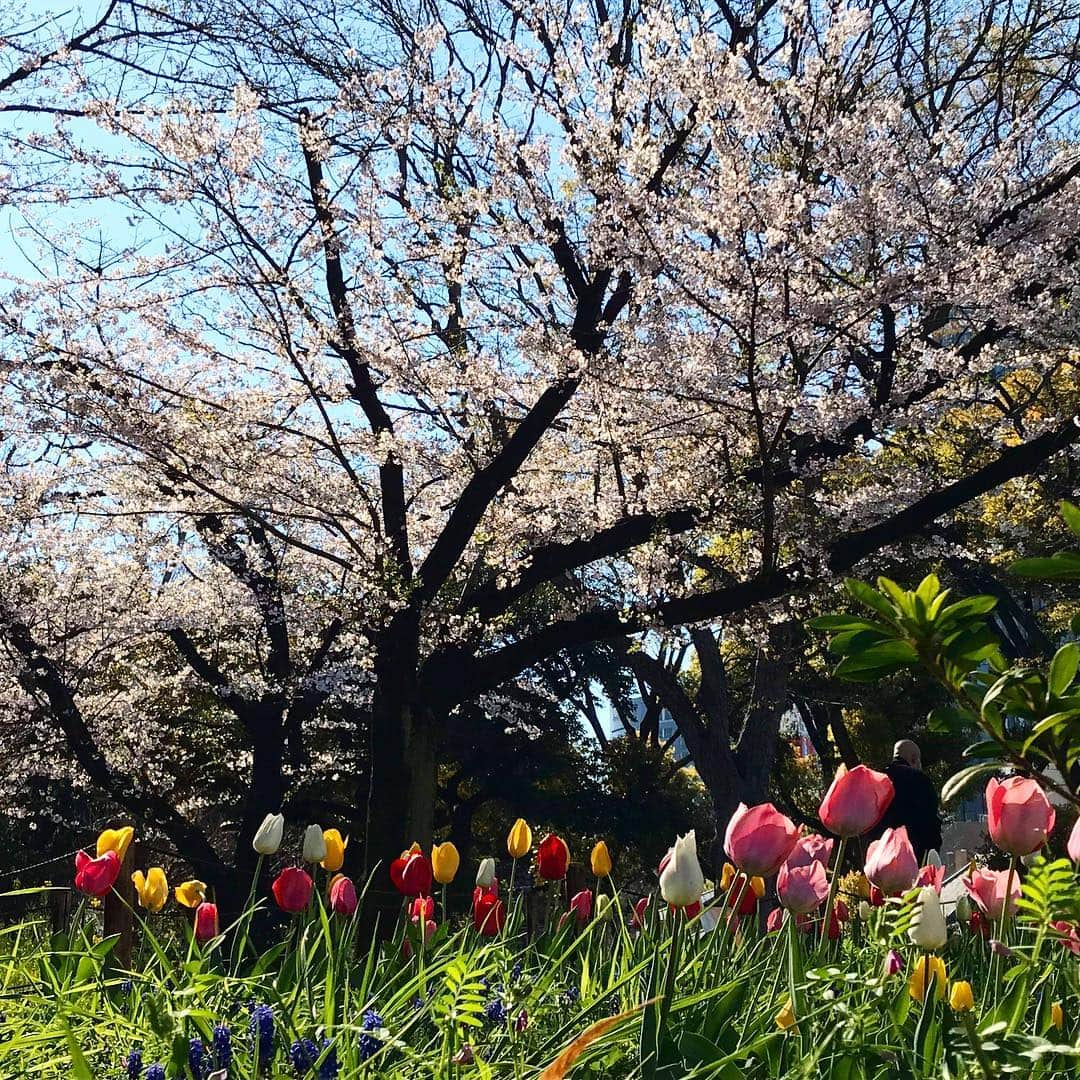 InterContinental Tokyo Bayさんのインスタグラム写真 - (InterContinental Tokyo BayInstagram)「🌸ホテル近隣の桜情報🌸 . 🌸増上寺(徒歩20分) 満開になり、花びらが散り始めました。 . 🌸東京タワー(徒歩30分) ほぼ満開です。 . 🌸芝大神宮(徒歩15分) 少し散り始めました。 . 🌸芝公園(徒歩20分) ほぼ満開です。チューリップも咲いています🌷 . 🌸旧芝離宮恩賜庭園(徒歩8分) 少し散り始めました。八重桜も見頃です。 . 🌸浜離宮恩賜庭園(徒歩15分) ほぼ満開との情報です(公式ページより)＊写真は3/29時点です。 . 🌸隅田公園(水上バスで浅草まで約40分) 東京スカイツリー側は満開です。浅草の船着場側は8分咲きです。 . 🍽ホテルでランチアフターのお花見散策や、ディナーの後に夜桜見物もオススメです✨ . #ihgjapantravel #intercontinentaltokyobay #intercontinental #intercontinentallife  #インターコンチネンタル東京ベイ  #ホテルインターコンチネンタル東京ベイ #スイートルーム #suite #花見 #お花見 #桜の名所  #増上寺 #東京タワー #芝大神宮 #芝公園 #浜離宮恩賜庭園  #桜 #🌸 #旧芝離宮恩賜庭園  #隅田公園  #隅田川 #水上バス #zojyoji #sumidariver #cherryblossom #実際に行ってきました」4月2日 20時53分 - intercontitokyobay