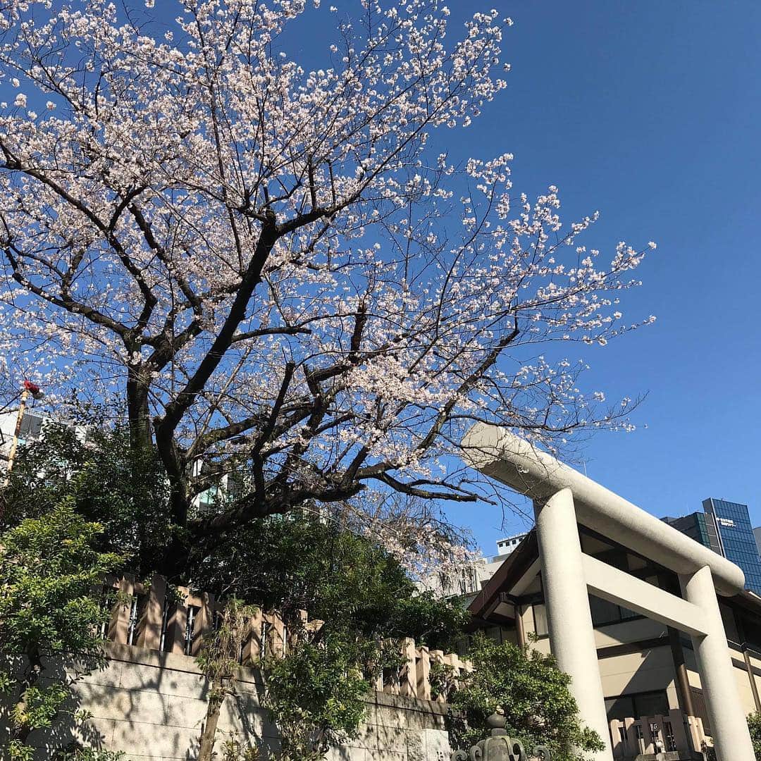 InterContinental Tokyo Bayさんのインスタグラム写真 - (InterContinental Tokyo BayInstagram)「🌸ホテル近隣の桜情報🌸 . 🌸増上寺(徒歩20分) 満開になり、花びらが散り始めました。 . 🌸東京タワー(徒歩30分) ほぼ満開です。 . 🌸芝大神宮(徒歩15分) 少し散り始めました。 . 🌸芝公園(徒歩20分) ほぼ満開です。チューリップも咲いています🌷 . 🌸旧芝離宮恩賜庭園(徒歩8分) 少し散り始めました。八重桜も見頃です。 . 🌸浜離宮恩賜庭園(徒歩15分) ほぼ満開との情報です(公式ページより)＊写真は3/29時点です。 . 🌸隅田公園(水上バスで浅草まで約40分) 東京スカイツリー側は満開です。浅草の船着場側は8分咲きです。 . 🍽ホテルでランチアフターのお花見散策や、ディナーの後に夜桜見物もオススメです✨ . #ihgjapantravel #intercontinentaltokyobay #intercontinental #intercontinentallife  #インターコンチネンタル東京ベイ  #ホテルインターコンチネンタル東京ベイ #スイートルーム #suite #花見 #お花見 #桜の名所  #増上寺 #東京タワー #芝大神宮 #芝公園 #浜離宮恩賜庭園  #桜 #🌸 #旧芝離宮恩賜庭園  #隅田公園  #隅田川 #水上バス #zojyoji #sumidariver #cherryblossom #実際に行ってきました」4月2日 20時53分 - intercontitokyobay