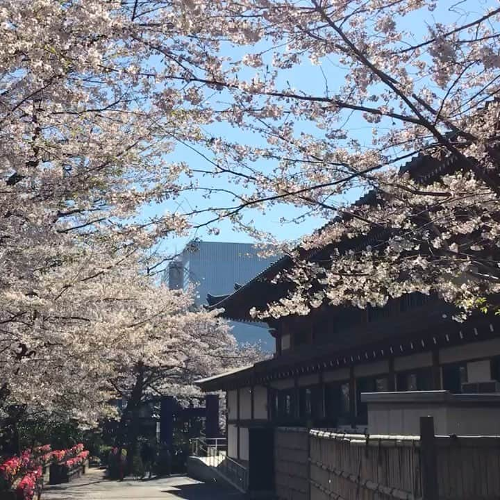 InterContinental Tokyo Bayのインスタグラム