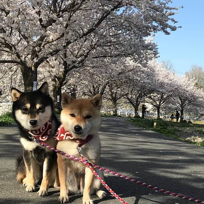 豆柴なつ&ふゆさんのインスタグラム写真 - (豆柴なつ&ふゆInstagram)「A row of cherry trees🌸😊💓 桜並木🌸😊💓 #柴犬#shiba #shibainu #shibastagram #shibamania #sweet#豆柴#癒し #spring #仲良し #pecoいぬ部#doglove #犬 #dogstagram #春#柴桜選手権 #instashiba #花#🐕📷 #ふわもこ部#love#cherryblossom #friends #犬#instacute #柴#proudshibas #cutepets #わんこ#桜」4月2日 20時46分 - mameshiba.natsuinu56