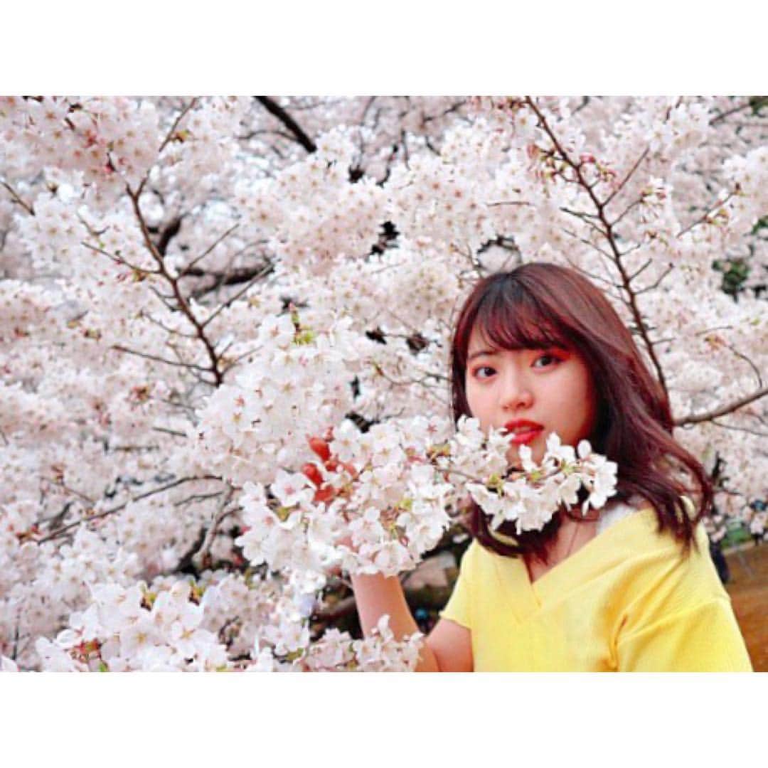 馬嘉伶さんのインスタグラム写真 - (馬嘉伶Instagram)「🍵 綺麗な桜に囲まれました🌸 . これからも 毎年 日本で綺麗な桜を見ていたいな . #新宿 #新宿御苑 #春 #桜 #お花見 #🌸」4月2日 20時48分 - macyacyarin
