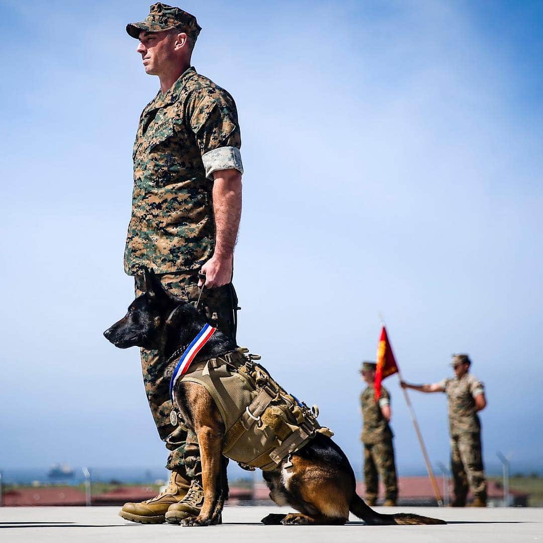 アメリカ海兵隊さんのインスタグラム写真 - (アメリカ海兵隊Instagram)「Every Dog Has Its Day  Staff Sgt. John Koman, multi-purpose canine handler with U.S. Marine Corps Forces Special Operations Command, awaits command during the retirement ceremony of his multi-purpose canine, Roy, at Marine Corps Base Camp Pendleton, California, March 29, 2019. (U.S. Marine Corps photo by Lance Cpl. Drake Nickels)  #Marine #USMC #Military #Marines #MarineLife #MilitaryLife #MarineCorps #USMC #Rah #K9 #retirement #Woof」4月2日 20時49分 - marines
