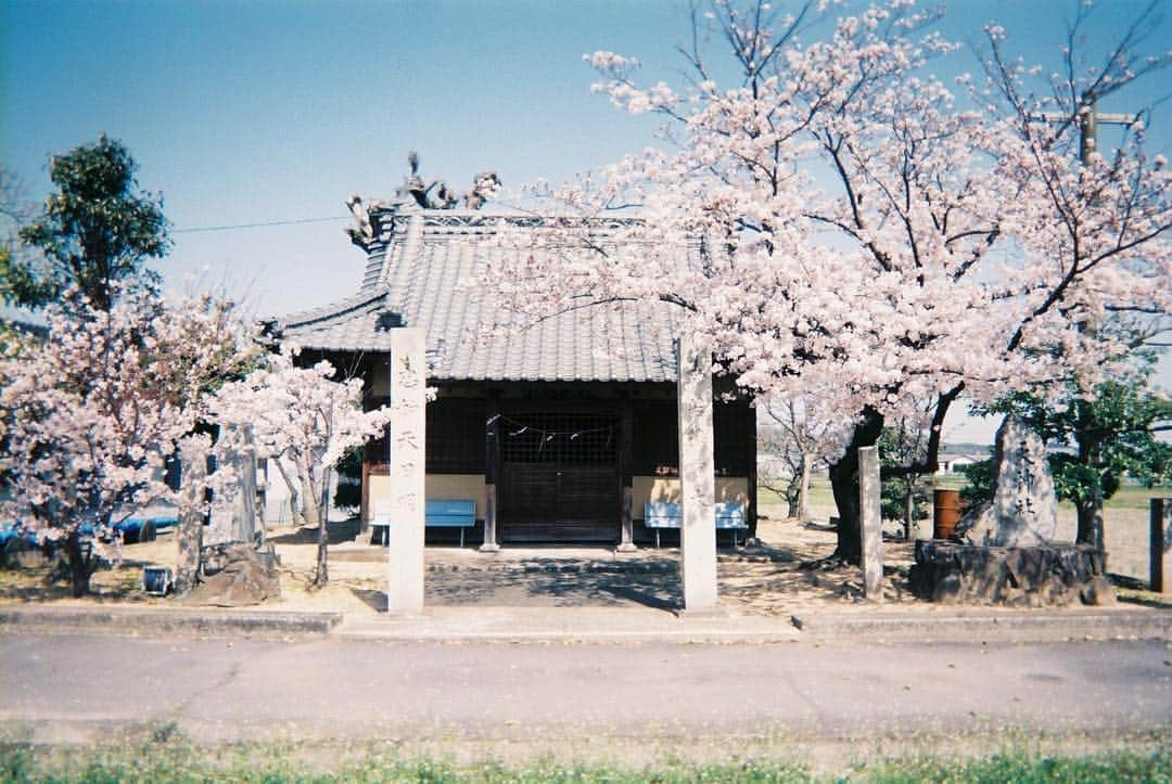 tetsuya.iさんのインスタグラム写真 - (tetsuya.iInstagram)「• もう咲いてる予定やったのに🌸 • #filmphotography #filmisnotdead • •」4月2日 20時50分 - r_papa