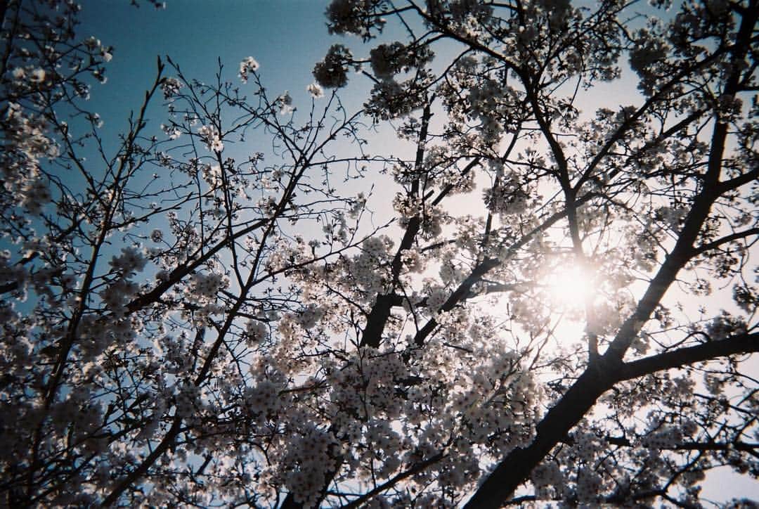 tetsuya.iさんのインスタグラム写真 - (tetsuya.iInstagram)「• もう咲いてる予定やったのに🌸 • #filmphotography #filmisnotdead • •」4月2日 20時50分 - r_papa