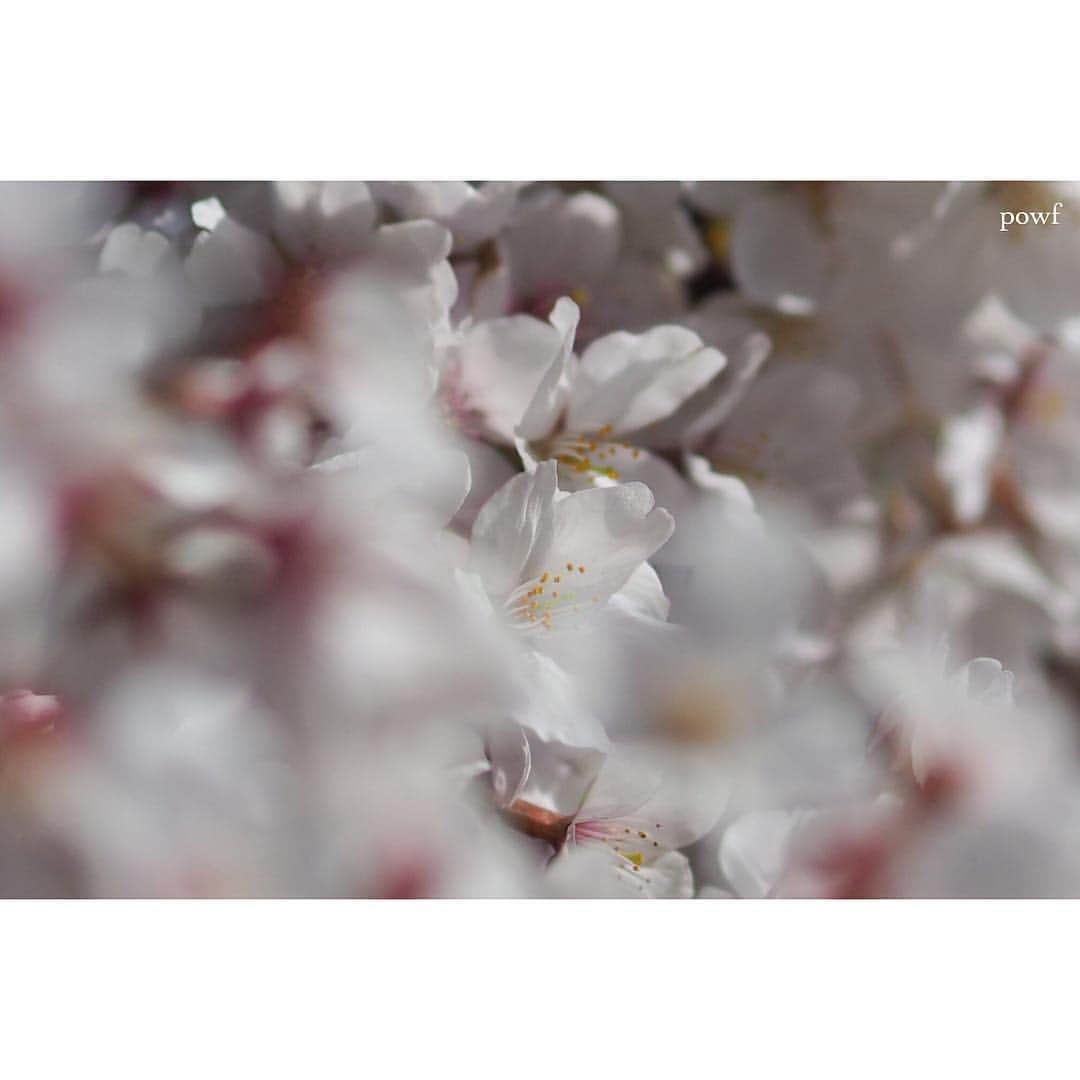 anemone_69のインスタグラム：「. 久々にフィルムでも 桜を撮ったのだけれど、 職場に行く途中にあった 写真屋さんが閉店してしまい 途方に暮れてます… . #写真屋と本屋がどんどん無くなる . . #ソメイヨシノ #染井吉野 #sakura #サクラ #桜 #cherryblossom . .」