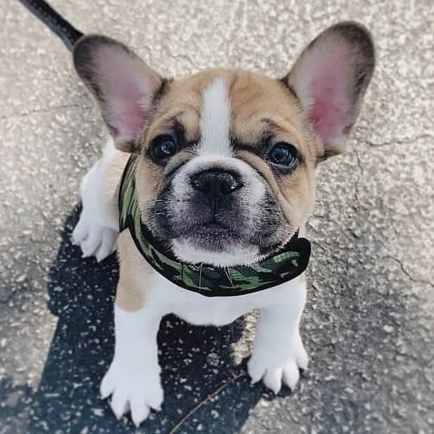 French Bulldogさんのインスタグラム写真 - (French BulldogInstagram)「This guy ❤❤❤ @archie.frenchie .⠀ . ⠀ .⠀ .⠀ .⠀ #bouledogue #bulldogsofinstagram #frenchiesofinstagram #鼻ぺちゃ #bulldoglife #frenchiestagram #buhistagram#sleepypup #ワンコ #bullypics #französischebulldogge#bullyworld #bulldogmoments #法国斗牛犬 #frenchbulldogs#frenchiesofig #bullygram #buhigram #frenchies1#frenchiepup」4月2日 20時59分 - frenchie.world