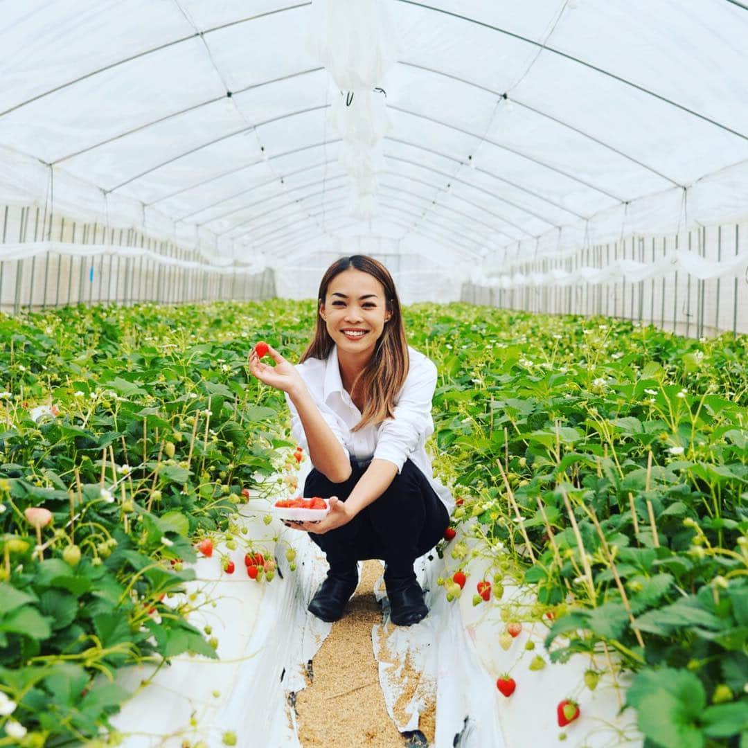美馬寛子さんのインスタグラム写真 - (美馬寛子Instagram)「いつも私をインスパイアしてくれるGiveness International！ 今日、三重にあるGiveness Intaernational の遊士屋が運営してる苺農園 @berry.japan にお邪魔してきましたー🍓  おめでたい紅白の苺のBERRY🍓 バンコクやシンガポールでも大人気だそうで、、、 改めてに日本の苺の素晴らしさを実感！ “ICHIGO” と “strawberry”って本当にちがう😳 私が”苺士さん”って言ったら、みんな笑ってくれたけど、、、遊士屋苺農園の方々の笑顔をみると、自分の仕事への誇りや、人生の意義とか、、、苺、一粒一粒への愛情やそれを日本、世界に届ける思いとか、、、すごく伝わってきました‼︎ 彼らが、「大人がここまでピュアな笑顔できるんだ」って気づかせてくれました！2019 @missuniversejapan のセミファイナリスト達も、苺士さんみたいな、意義を持った人生送って欲しいな😊🍓 * * #いちご #いちごがり🍓 #strawberry #三重 #spring」4月2日 21時11分 - hirokomima