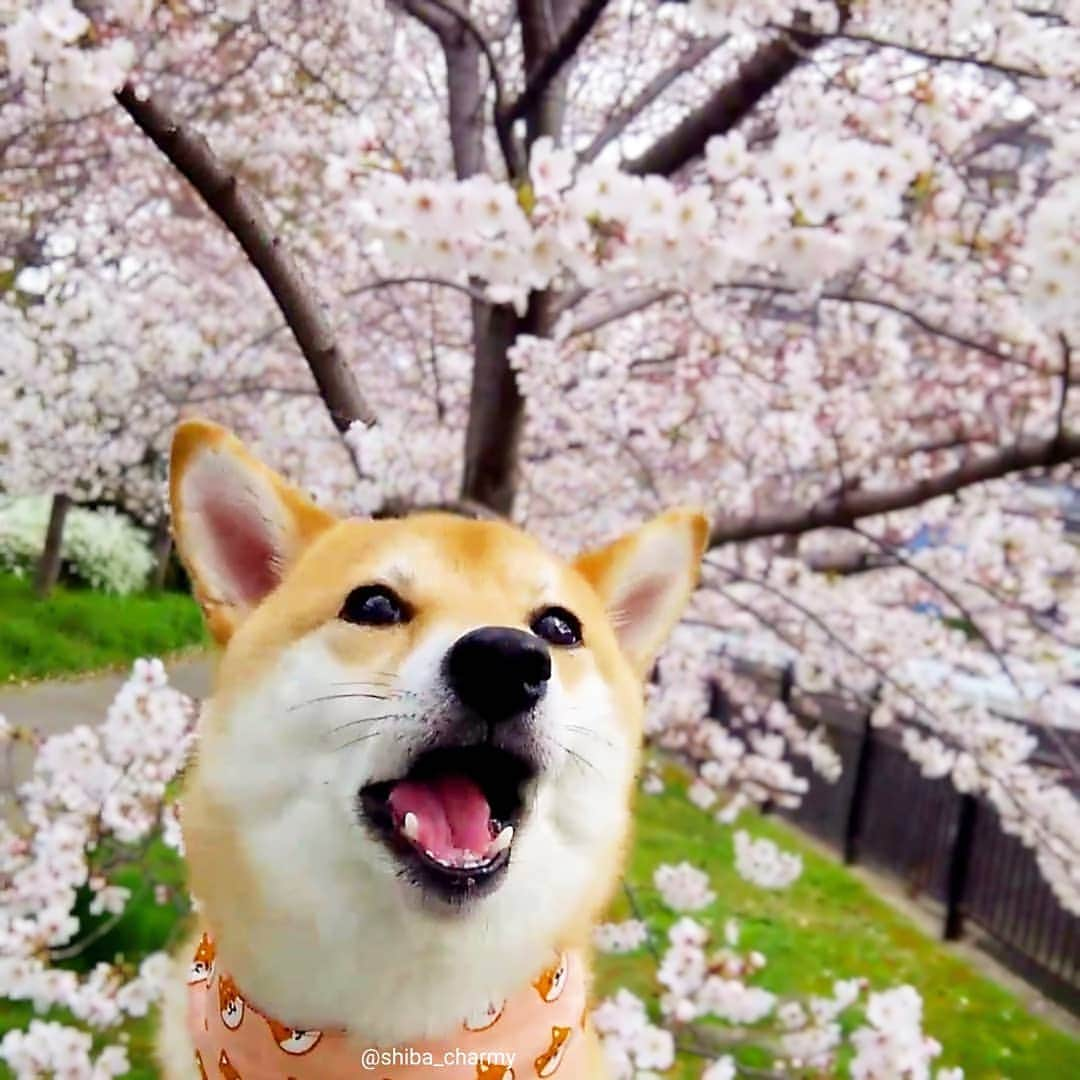 ちゃみさんのインスタグラム写真 - (ちゃみInstagram)「🌸🐶 チャーミーから桜が生えてるみたい😁 #いつかの🌸とチャーミー #満開まであと少し🌸 #桜  #お花見  #cherry blossom」4月2日 21時11分 - shiba_charmy