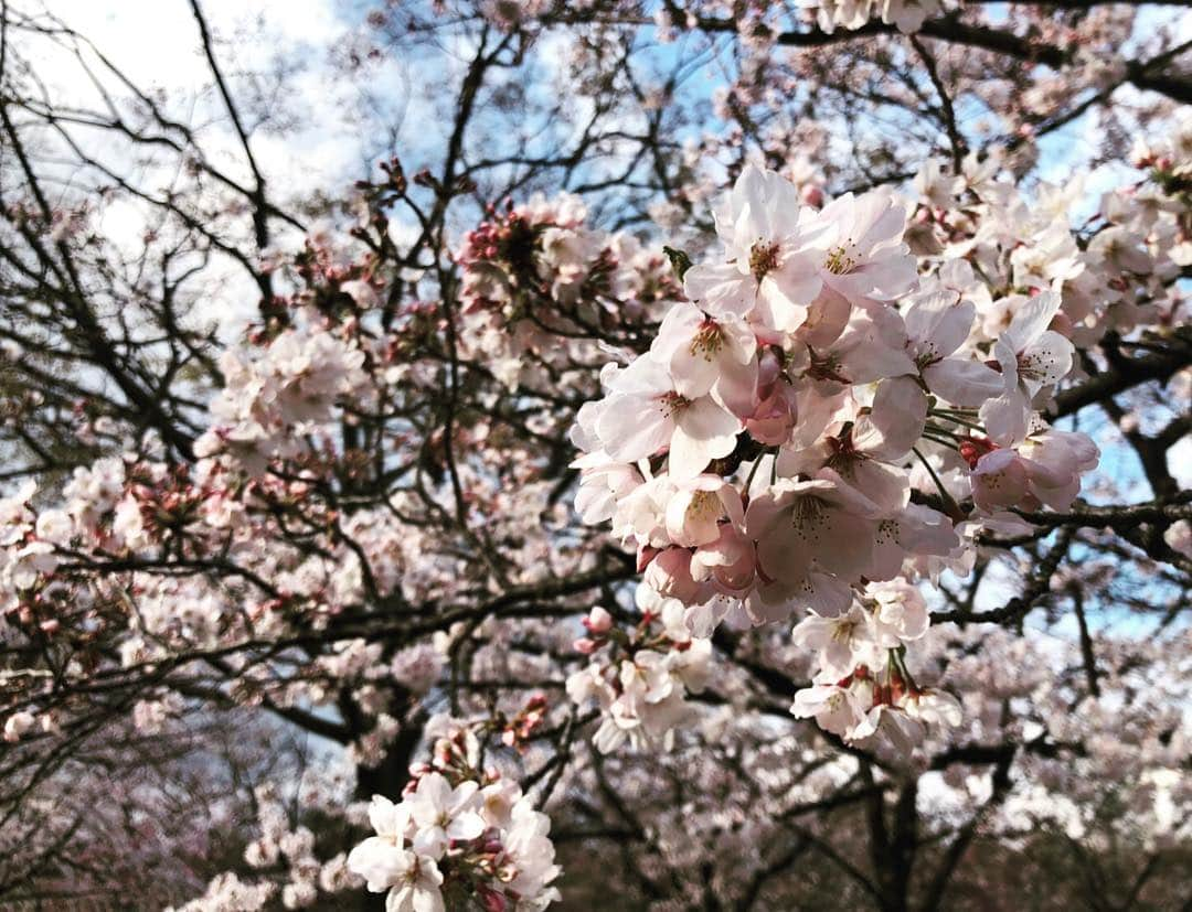 山本愛子さんのインスタグラム写真 - (山本愛子Instagram)「昨日は、久しぶりに四人揃ったのでお花見に🌸🌸❤️ 雨が降ったりやんだりの不安定なお天気でしたが、バドミントンもできたし存分に楽しみました❤️ このメンバーでいるといつも本当に笑いっぱなしで、笑い疲れるくらい笑  楽しい一日でした✨  #関西 #UMAJO #お花見」4月2日 21時03分 - aikoyade1219