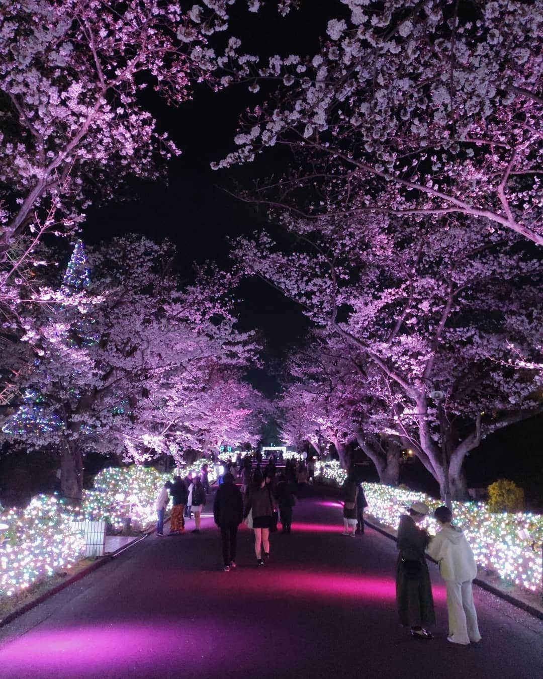 masayaさんのインスタグラム写真 - (masayaInstagram)「夜桜ジュエルミネーション４/７まで Yomiuriland Tokyo tonight スマートフォン Google Pixelで撮影 Shot with Google Pixel #cherryblossoms #桜 #Tokyonight #sponsored #googlepixel #Pixelで撮影 #teampixel」4月2日 21時03分 - moonlightice