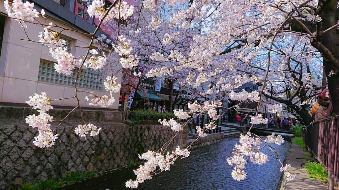 REIKAさんのインスタグラム写真 - (REIKAInstagram)「. 川と桜🌸の組み合わせも好き♥️ . . #京都 #kyoto #cherryblossom #桜」4月2日 21時05分 - reika_japan