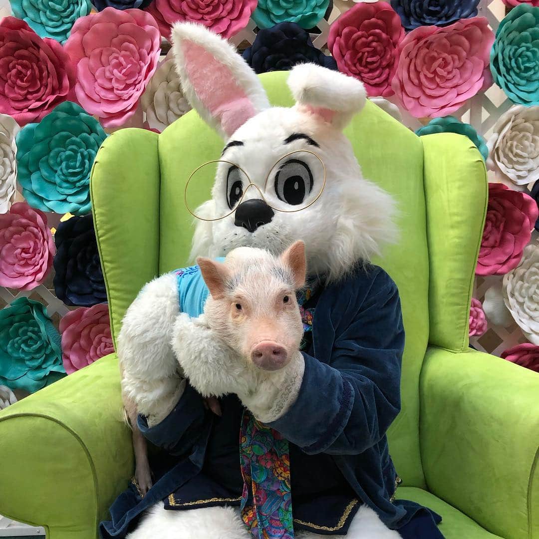 Priscilla and Poppletonさんのインスタグラム写真 - (Priscilla and PoppletonInstagram)「When your ears are almost as big as the Easter Bunnies!🐷💙🐰💗🐷💙🐰🐷💗🐰 . We had so much fun with the bunny on Sunday. Penn tried to hog him, but don’t worry we all got a turn. ThOINKs so much to those of you who were able to make it. It’s always fun meeting new friends and seeing familiar faces. Mommy didn’t do her usual meet and greet pics, because they had a photo booth set up for us instead. ThOINKs @shoptheavenues for having us. #easterbunny #avenuesmall #jacksonville #PiggyPenn #PrissyandPop」4月2日 21時07分 - prissy_pig