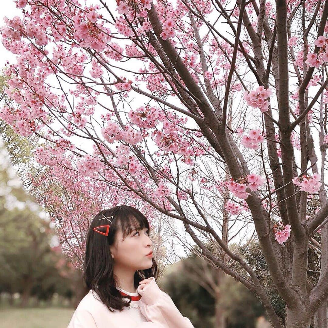 川本紗矢さんのインスタグラム写真 - (川本紗矢Instagram)「桜の投稿続きます😂🌸 . #春 #桜 #お花見 #🌸」4月2日 21時07分 - sayaya_38