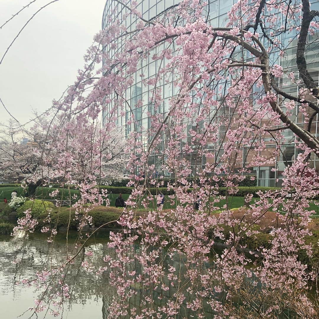 我謝レイラニさんのインスタグラム写真 - (我謝レイラニInstagram)「先週末は色んなとこで花見したよ🍡🌸 #ミッドタウン ではゆっくり座って #CHANDON に舌鼓(*´︶`*) 普通のと迷ったけど‥#インスタ映え 狙ってロゼにした🤣 大人数でのお花見とか何年ぶりだろ？？意外と知られてないけど人見知りの私には少しハードル高かった‥でも食べて食べてひたすら食べて楽しみました😋笑 #花より団子 が1番いい⤴︎今年は今週末もまだまだお花見楽しめそうでよかった🌸🌸🌸 #お花見 懐かしき #仮面ライダー555 #アギト と #電王 出てたお2人も一緒に♡ この後中目黒も行ったんだけど、花見のハシゴで疲れてたのと人が多すぎて写真撮る気に全然ならなかった💦💦こりゃ、また行くしかないな😏誰か行かない？？」4月2日 21時14分 - leila___ni