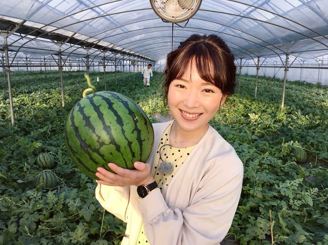 糸永有希さんのインスタグラム写真 - (糸永有希Instagram)「今年度初中継はスイカ🍉 ゴゴスマとゲツキンでお伝えしました〜  #RKK#TBS 系列  #熊本放送#3ch  #CBC#中部日本放送 #ゴゴスマ#ゲツキン#中継 #熊本市#北区#植木町」4月2日 21時15分 - yukiiitonaga