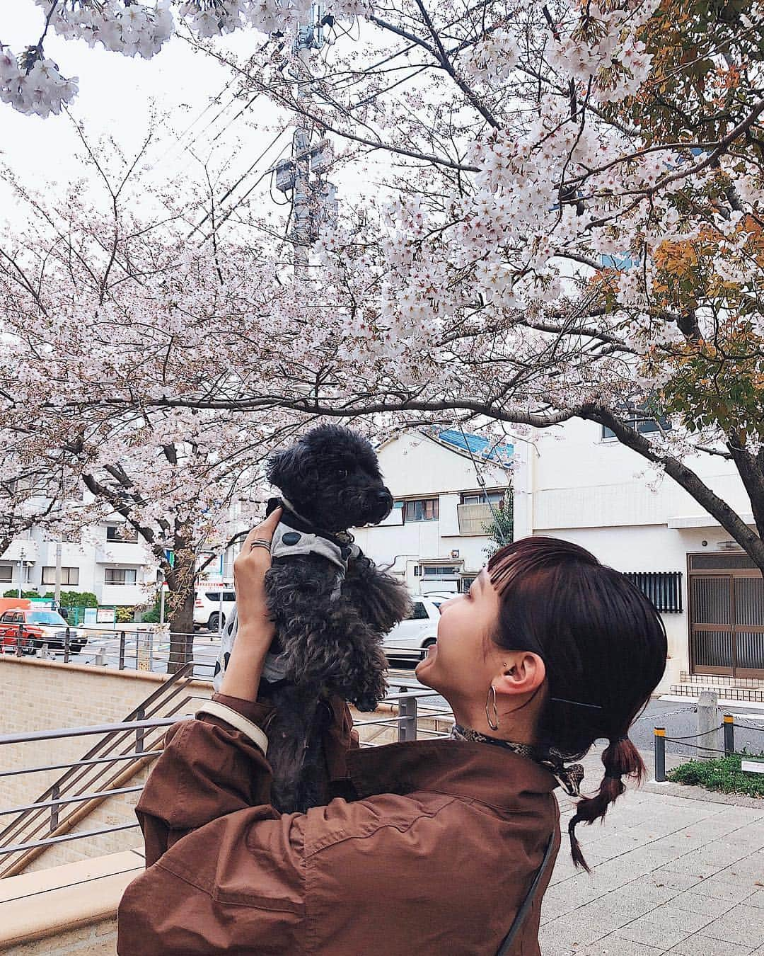 小竹麻理さんのインスタグラム写真 - (小竹麻理Instagram)「明日から出張🛫 帰って来たらきっともう散り始めちゃってるから、今年の桜はもう見納めかな？🥺🌸 桜の時期って本当に短くて悲しい😭😭 ぴーちゃん本日お誕生日🍒🥰💗おめでとうラブリーちゃん💕 #cherryblossom#桜#ぴーちゃん」4月2日 21時37分 - marikotake