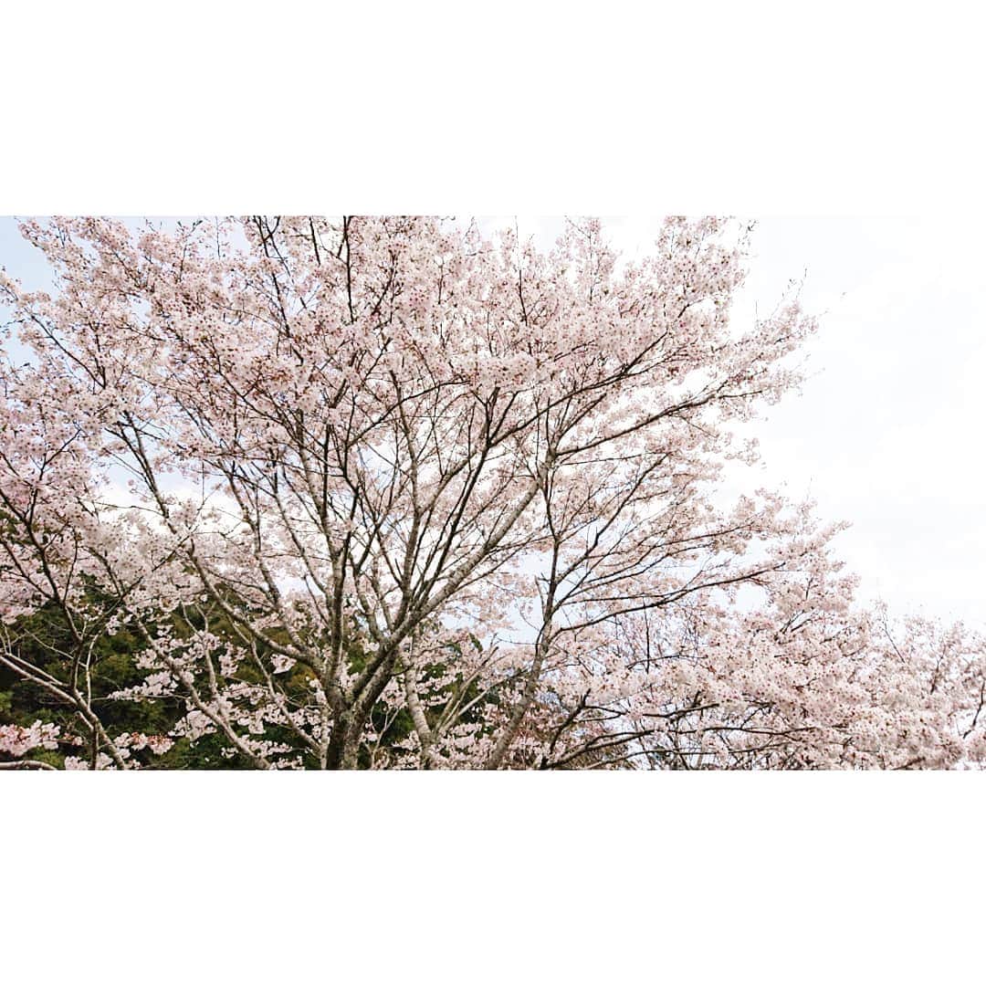 加藤沙知さんのインスタグラム写真 - (加藤沙知Instagram)「桜が綺麗な季節ですよね～♪ こちらは、美郷町の桜です。  今週の「MRTニュースNext」では、 県内各地の桜をご紹介しています♪  夕方6時15分～ご覧下さい！  そして♪ 4/3(水) 夜7時57分～の「わけもん!!」ラインナップ  藤岡さんは、世界的に活躍する画家のもとへ！ 昆虫がまるで本物のように描かれていました！  高校生クイズバトル！！ 先日の「ラジオまつり」で行われた、 熱きバトルの模様を放送します！お楽しみに♪  #桜 #MRT #ニュース #Next #わけもん #藤岡弘、さんは画家さんのもとへ #美しい昆虫の世界 #高校生クイズバトル #クイズ  #高校生 の知識の量に脱帽」4月2日 21時32分 - mrt.kato
