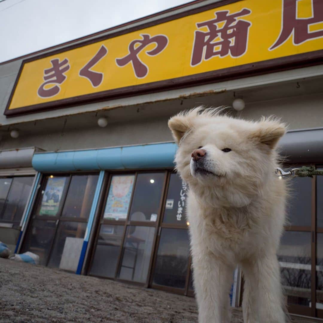 わさおさんのインスタグラム写真 - (わさおInstagram)「He is in front of store "KIKUYA". 我が庵の 前で受けたる 春嵐  #busakawa #longhair #longcoat #akitainu #dog #wasao #ぶさかわ #長毛 #秋田犬 #わさお #いらっしゃいませ～？」4月2日 21時37分 - wasao_official