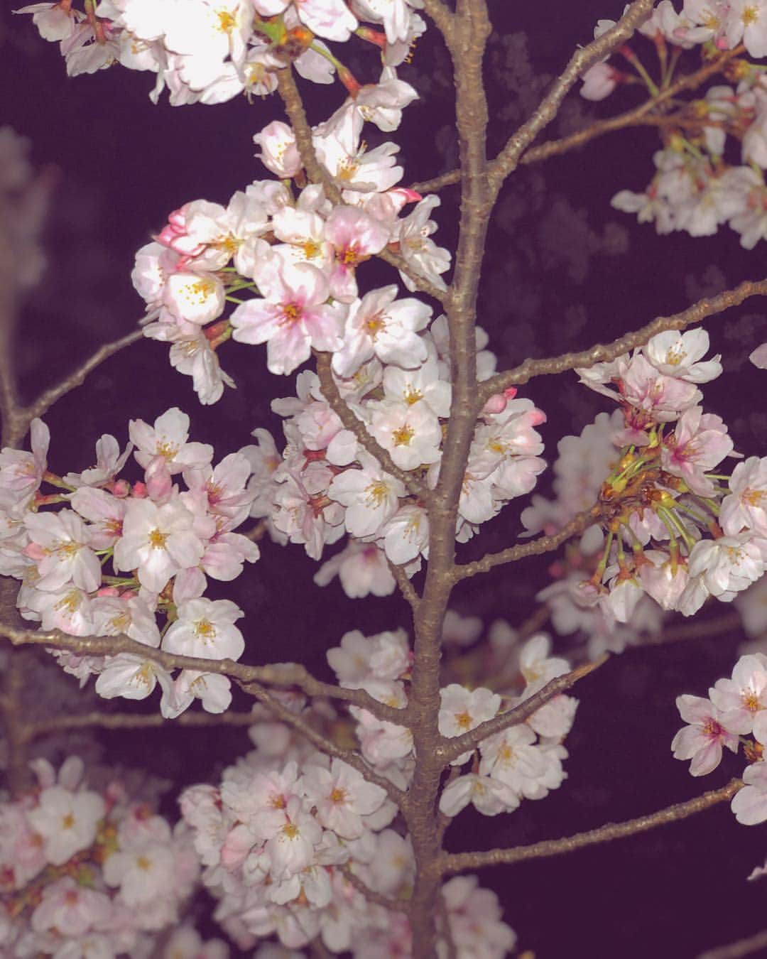 honoka のインスタグラム：「🌸🌸🌸」