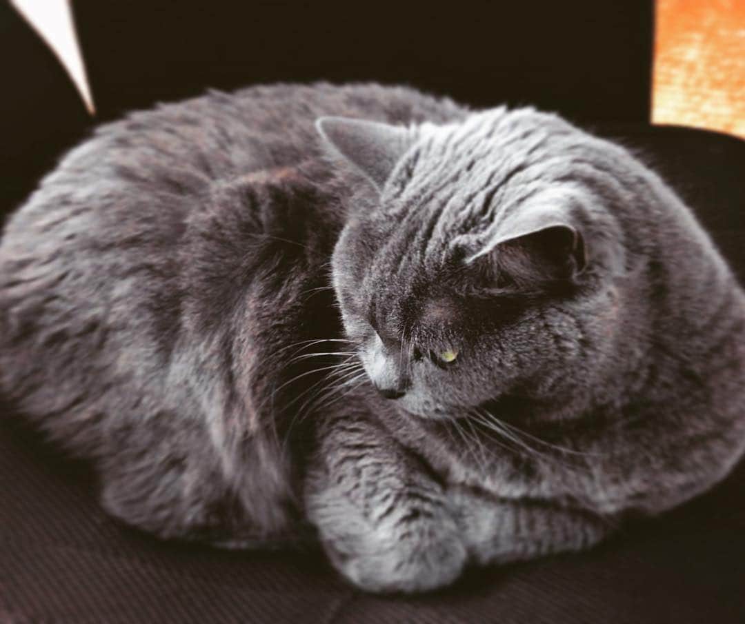 チキン南蛮カレーのルウ王子のグルメインスタ