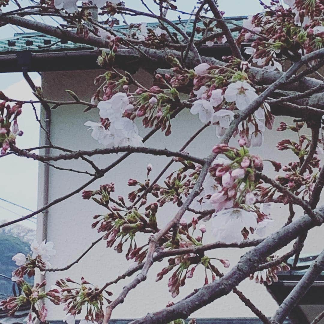 相川七瀬さんのインスタグラム写真 - (相川七瀬Instagram)「お家の桜が そろそろ咲きそうに🌸 今年も楽しみ☺️ #桜 #お花見 #春が来た #花冷え」4月2日 21時49分 - nanasecat
