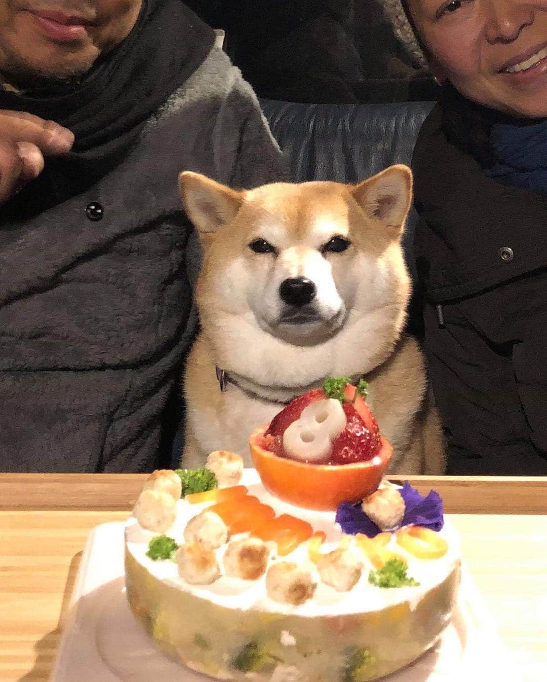 マル子さんのインスタグラム写真 - (マル子Instagram)「マル子お誕生日おめでとう🎂 もう8歳😭 これからも元気でよろしくね！ 一緒にお祝いしてくれたニシヤンズありがとう！ 美味しく可愛いケーキを作ってくれたトモさんありがとう！ #マル子  #柴犬  #shiba  #happybirthday」4月2日 21時58分 - tomikago
