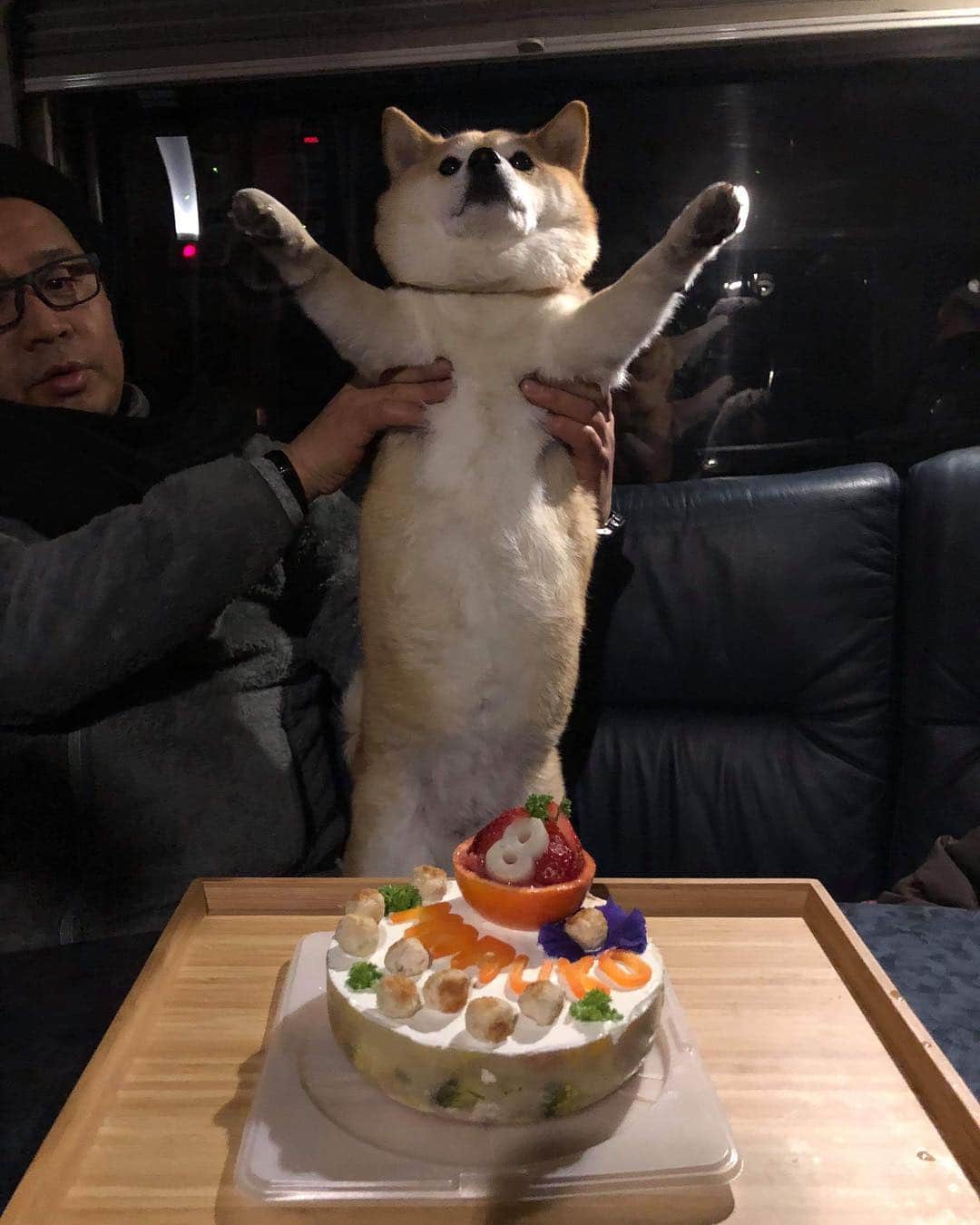 マル子のインスタグラム：「マル子お誕生日おめでとう🎂 もう8歳😭 これからも元気でよろしくね！ 一緒にお祝いしてくれたニシヤンズありがとう！ 美味しく可愛いケーキを作ってくれたトモさんありがとう！ #マル子  #柴犬  #shiba  #happybirthday」