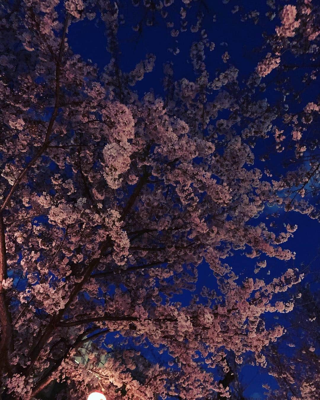 奥菜恵さんのインスタグラム写真 - (奥菜恵Instagram)「珊瑚礁みたい。海の中にいるような空でした。ぶくぶくぶく。  #桜 #夜の散歩 #夜空 #桜の #珊瑚礁 #あぁ #潜りたい #スキューバダイビング」4月2日 21時58分 - megumi_okina