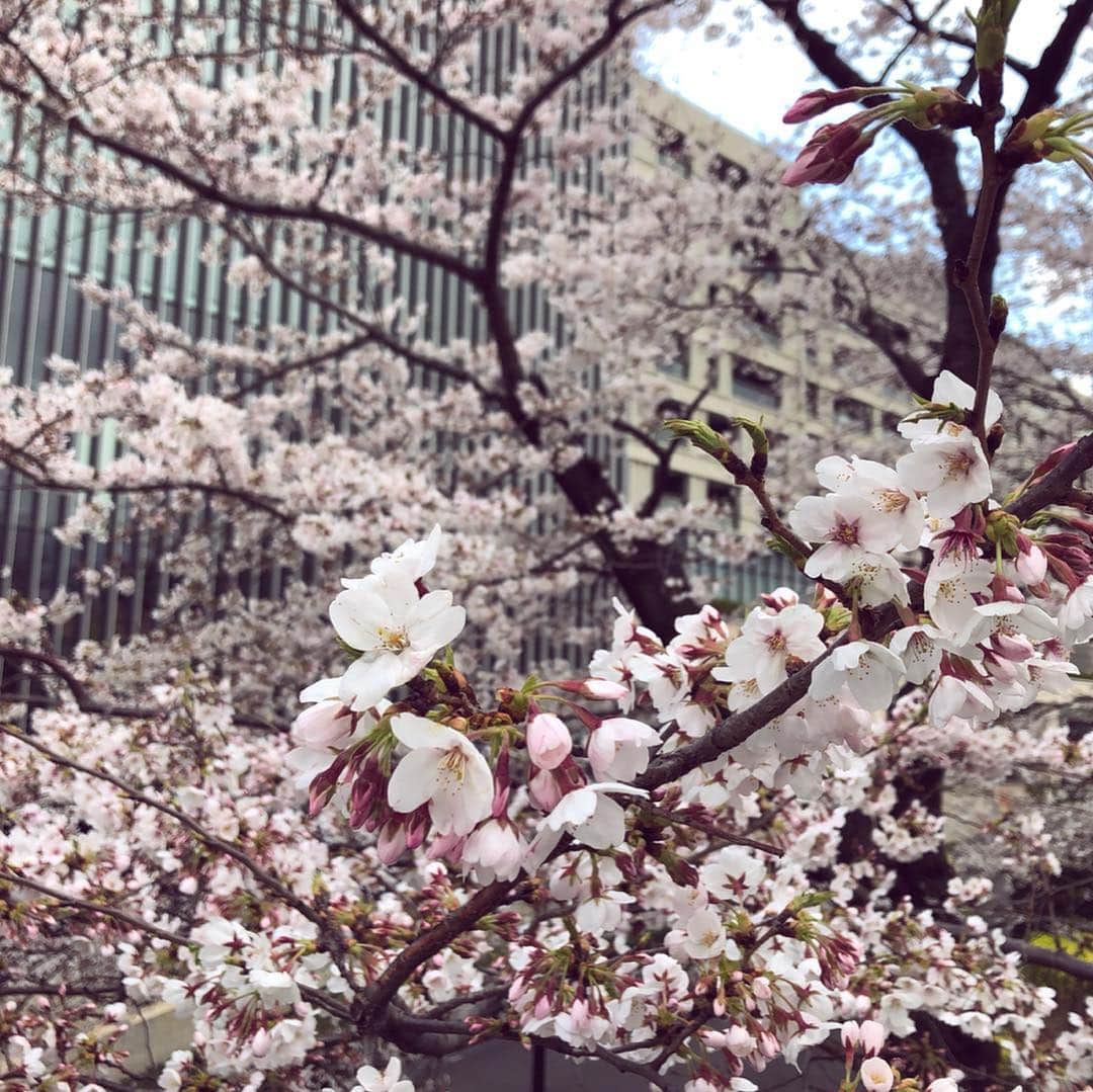 廣瀬規子さんのインスタグラム写真 - (廣瀬規子Instagram)「🌸🌸🌸今年初のお花見🌸🌸🌸 昨年も一緒にお花見ランチしたメンバーで🤗 * 今日は桜にちなんだ色を着てきた❣️ と、ドヤ顔の私に。。。 どう見てもレンガ色やろ、それ。。と。。w た、た、た、確かに😅🙈 * @mamimori8 ねーちゃん、またまたお誕生日おめでとう🎂💕💕💕 * @yoshida_mizuho_creation あのアプリ教えてくれてありがとう〜っ❣️🙏✨ * いつも機関銃のように話しまくるけど、話し足りないと思ってしまう。。😂 * #お花見 #🌸 #桜 #桜は満開の時と散り際が好きです #儚い感じ #トリュフ三昧 #六本木ランチ #lunch #roppongi #夜は弟と焼肉 #楽しい一日」4月2日 22時00分 - noriko_style