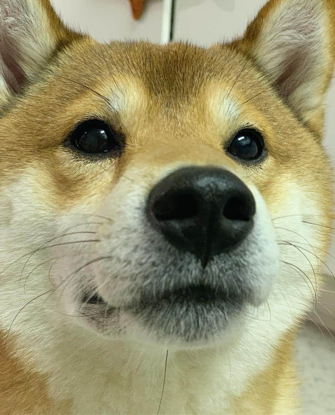 ?Fricko the Shiba Inu?さんのインスタグラム写真 - (?Fricko the Shiba Inu?Instagram)「😊🐽😊 🐾 🐾 🐾 🐾 #Fricko #🐶 #☀️ #shiba #shibainu #dog #柴犬 #赤柴  #adorable #shibalovers #shibaholics  #dogoftheday  #weeklyfluff #aww #dogstagram  #dogscorner #puppiesofinstagram #shibapuppy」4月2日 22時00分 - umigiva