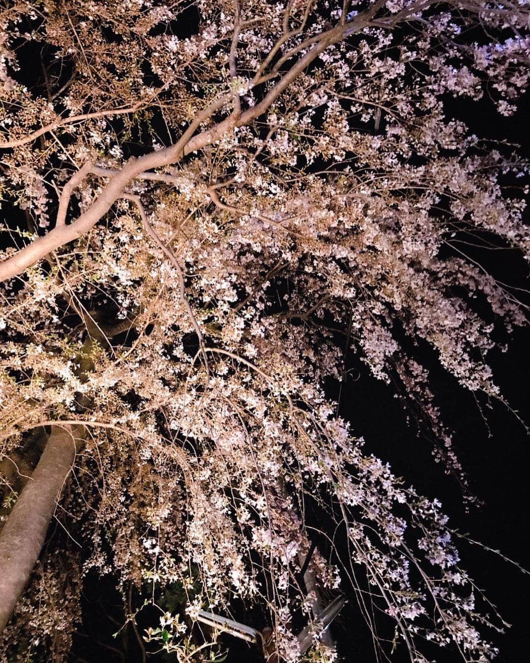 菅野結以さんのインスタグラム写真 - (菅野結以Instagram)「4月初日、夜の端の一本桜﻿ BGMはサニーデイ・サービスの桜 SUPER LOVE 完璧 ﻿ ﻿ さいきんの美容まとめ💄 #beauty﻿  はじめて @haab_official でキャビテーション﻿ 今回はふとももを中心に またすぐいきたい﻿ ﻿ お肌は @tokyo_hills_clinic で﻿ ピーリングと美肌トリートメント﻿ ちゅるん肌になるしトーンアップしてきた👶🏼﻿ ﻿ @cret1090 は2回目🍑意識あがるので地道にかようよ﻿」4月2日 22時06分 - yui_kanno