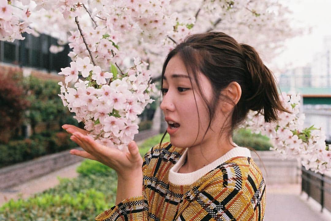 立石晴香さんのインスタグラム写真 - (立石晴香Instagram)「桜が写ってる写真からあげないとですね🌸  Have a sweet dreams⭐️ #instagood #spring #sakura #flower #camera」4月2日 22時08分 - haruka_tateishi