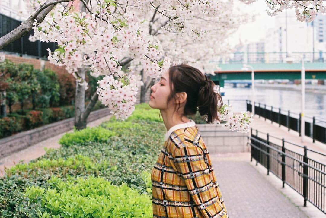 立石晴香さんのインスタグラム写真 - (立石晴香Instagram)「桜が写ってる写真からあげないとですね🌸  Have a sweet dreams⭐️ #instagood #spring #sakura #flower #camera」4月2日 22時08分 - haruka_tateishi