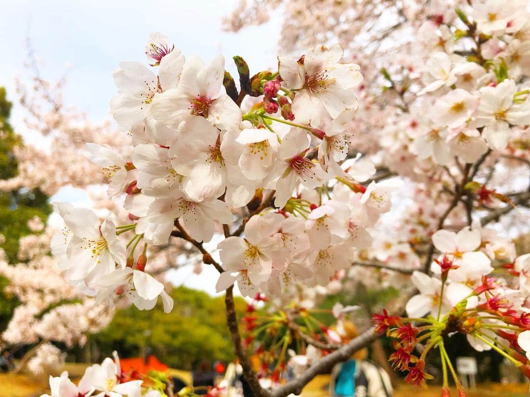 まりゑさんのインスタグラム写真 - (まりゑInstagram)「sakura2019  今年も咲いたね。咲いたよ。 桜を眺めて、『綺麗だね』『ねぇ』 そんな何気ないやりとりを噛み締める。春が来た。まだ少し寒いけど。ね。  #お花見 #桜 #春が来た #2019」4月2日 22時10分 - manmarumarie