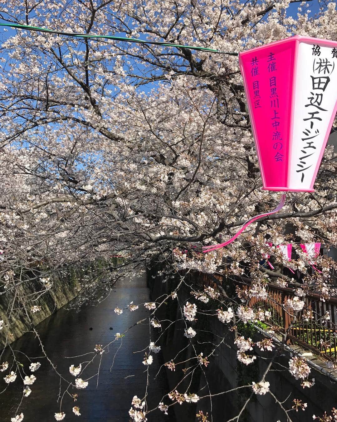 ティファニー春香さんのインスタグラム写真 - (ティファニー春香Instagram)「. 今朝。澄んだ青空に可愛らしい桜🌸 清々しい気持ちで現場へ向かいました😊✨ #目黒川 #桜 #春 #４月」4月2日 22時17分 - tiffanyharuka