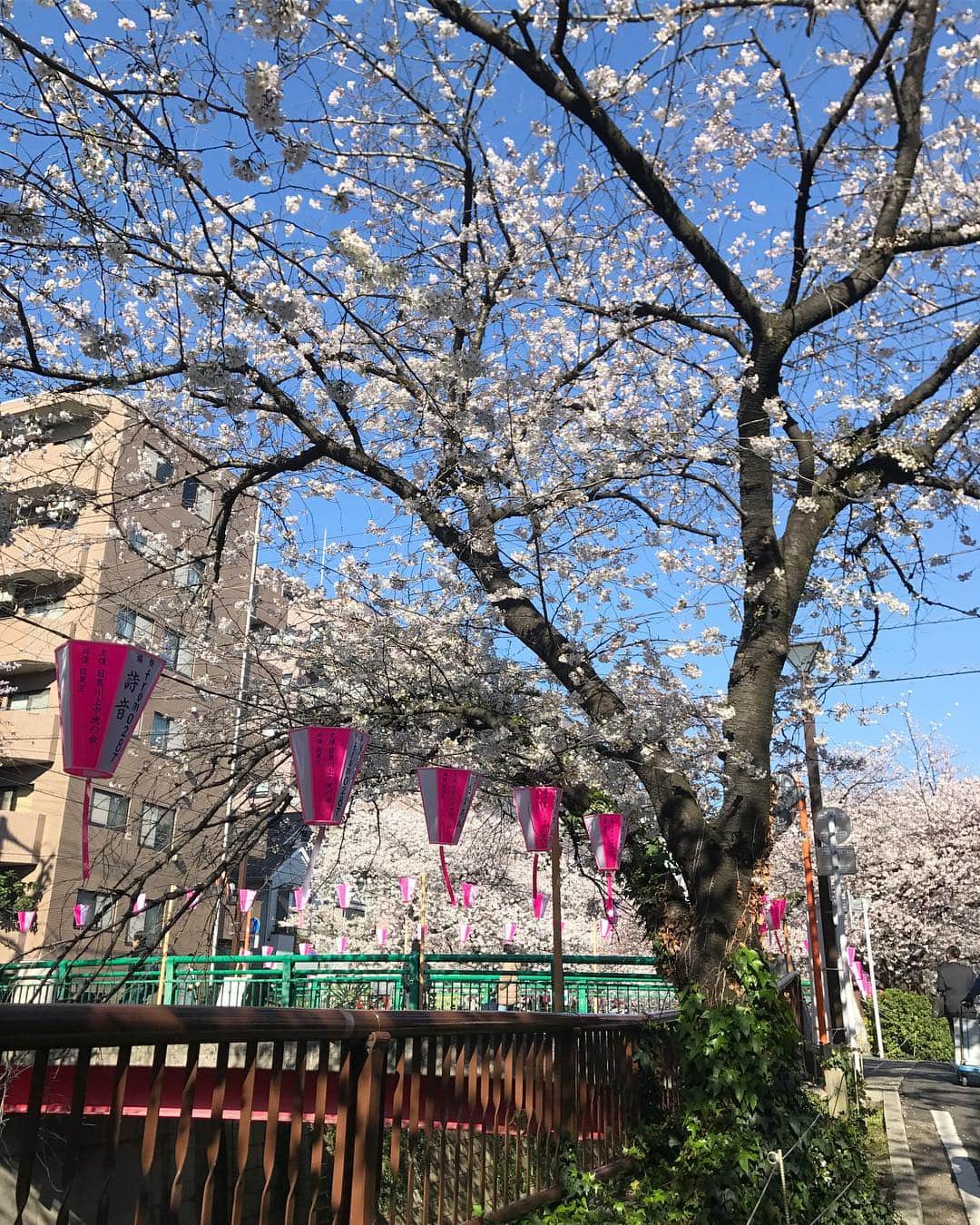 ティファニー春香さんのインスタグラム写真 - (ティファニー春香Instagram)「. 今朝。澄んだ青空に可愛らしい桜🌸 清々しい気持ちで現場へ向かいました😊✨ #目黒川 #桜 #春 #４月」4月2日 22時17分 - tiffanyharuka