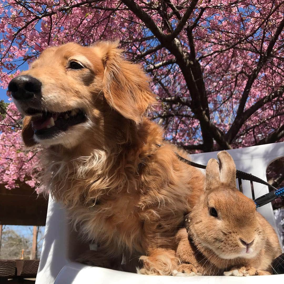 Chieko Shibutaさんのインスタグラム写真 - (Chieko ShibutaInstagram)「たろー🐶＆うじゃこ🐰地方☀️ 何時もの公園 まだまだ お花見🌸 たろー！から🐶 昨日は 沢山の お祝い メッセージ ありがとう ございました🙇‍♂️ 幸せ💝な 1日でした✨ のどかだね〜🐰✨🌸 💕✨🐶🍀🐰✨💕 #dachshund #dachshunds #dachshundlove #dog #dogs #doglove #instadog #instagram #instagood #pet #pets #petsagram #cute #cutepe #cutepet #cutedog #cuteanimals #likes #09076999576 happy #smile #rabbit #ラビット #ミニュチュア #ミニュチュアダックス  #ミニュチュアダックスフント #うさぎ部 #うさぎ #ダックス #ダックスフンドロングヘアー#ねざーらんどどわーふ」4月2日 22時29分 - chieko.81