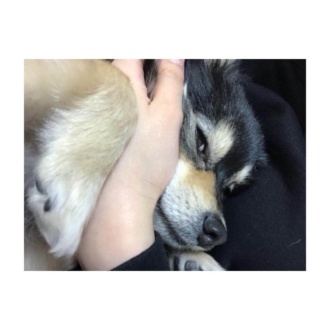 志保さんのインスタグラム写真 - (志保Instagram)「. 犬飼ってる人に聞きたいんだけど ドッグフードなにあげてるー？？ . ふつうにスーパーで買えるのでもいいし ネットで買ってるのでもいいし おしえてー😭」4月2日 22時30分 - shiho__official