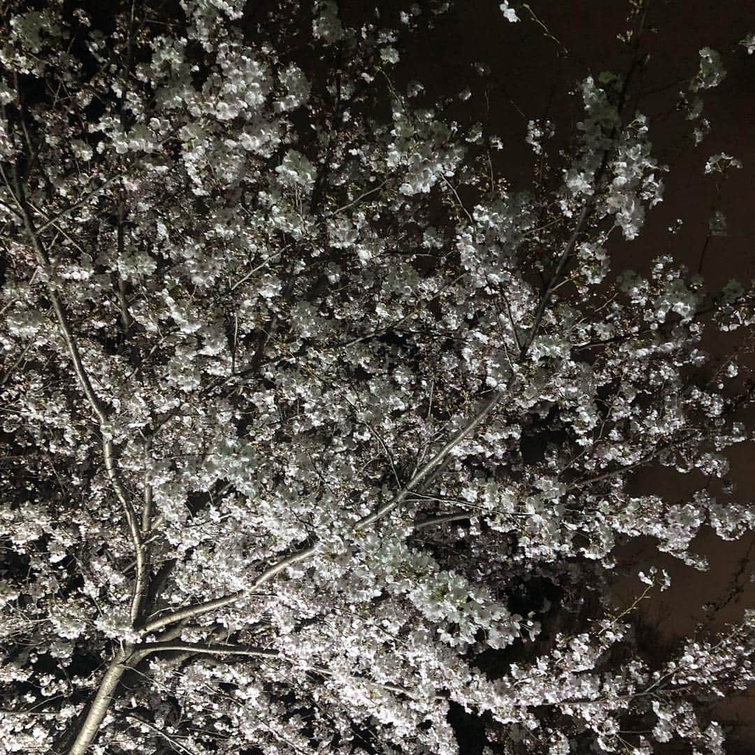 里美ゆりあさんのインスタグラム写真 - (里美ゆりあInstagram)「綺麗な桜の木が1本🌸✨✨ ずーっと見てられる☆°｡⋆⸜(* ॑꒳ ॑* )⸝ 夜桜のライトアップ最高ですﾟ+.ﾟ(´▽`人)ﾟ+.ﾟ #桜#さくら#夜桜#満開#ライトアップ#春#spring#癒し」4月2日 22時30分 - satomiyuria