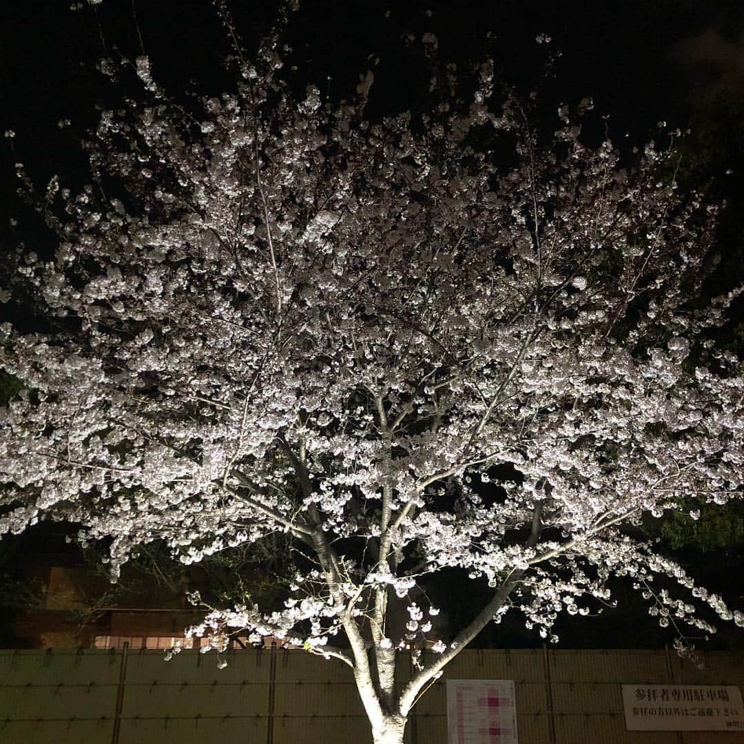 里美ゆりあさんのインスタグラム写真 - (里美ゆりあInstagram)「綺麗な桜の木が1本🌸✨✨ ずーっと見てられる☆°｡⋆⸜(* ॑꒳ ॑* )⸝ 夜桜のライトアップ最高ですﾟ+.ﾟ(´▽`人)ﾟ+.ﾟ #桜#さくら#夜桜#満開#ライトアップ#春#spring#癒し」4月2日 22時30分 - satomiyuria