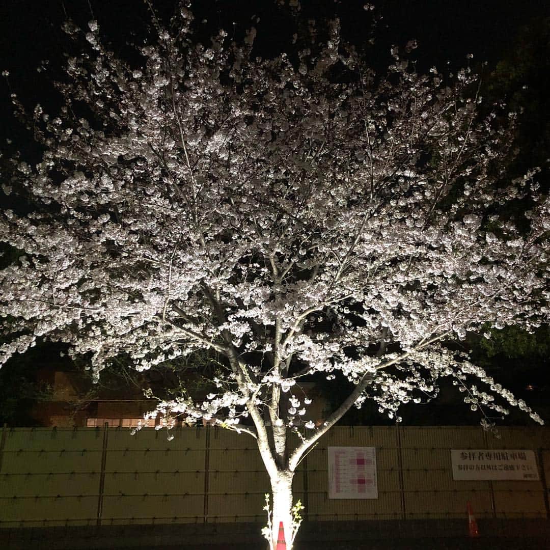 里美ゆりあのインスタグラム：「綺麗な桜の木が1本🌸✨✨ ずーっと見てられる☆°｡⋆⸜(* ॑꒳ ॑* )⸝ 夜桜のライトアップ最高ですﾟ+.ﾟ(´▽`人)ﾟ+.ﾟ #桜#さくら#夜桜#満開#ライトアップ#春#spring#癒し」