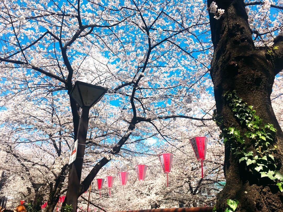 森口彩乃さんのインスタグラム写真 - (森口彩乃Instagram)「いつもヘアーをお願いしているマリスの加波さんと彩夏と一年以上ぶりに３人で会えました。 お天気も良くて、桜がとても愛らしかった。 今年の春も日本の美しい四季を堪能出来て良かった。  #お花見  #桜  #中目黒  #花見  #ジアレイ  #タピオカ」4月2日 22時38分 - ayano.moriguchi